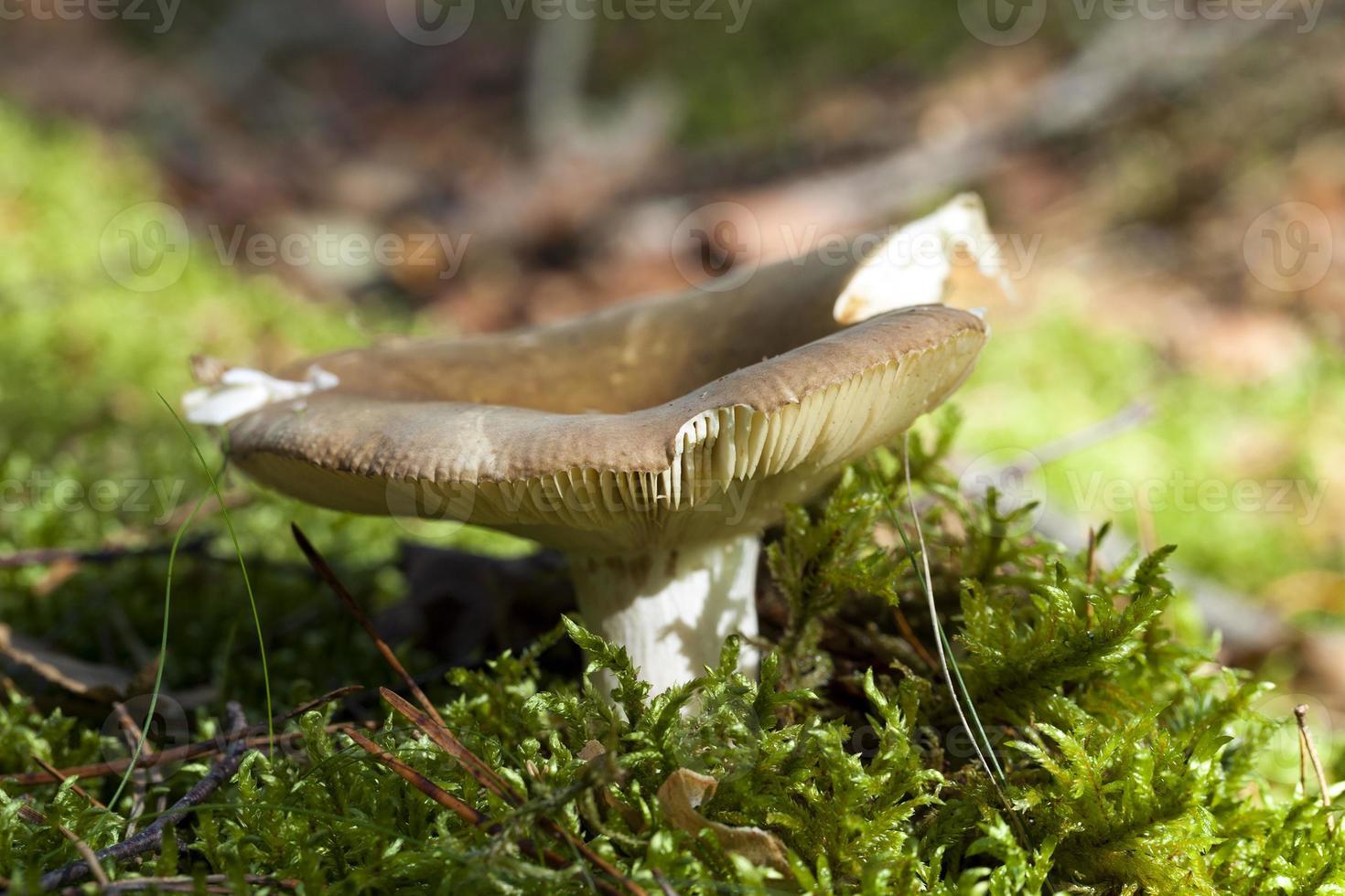 Forest mushroom,  close-up photo