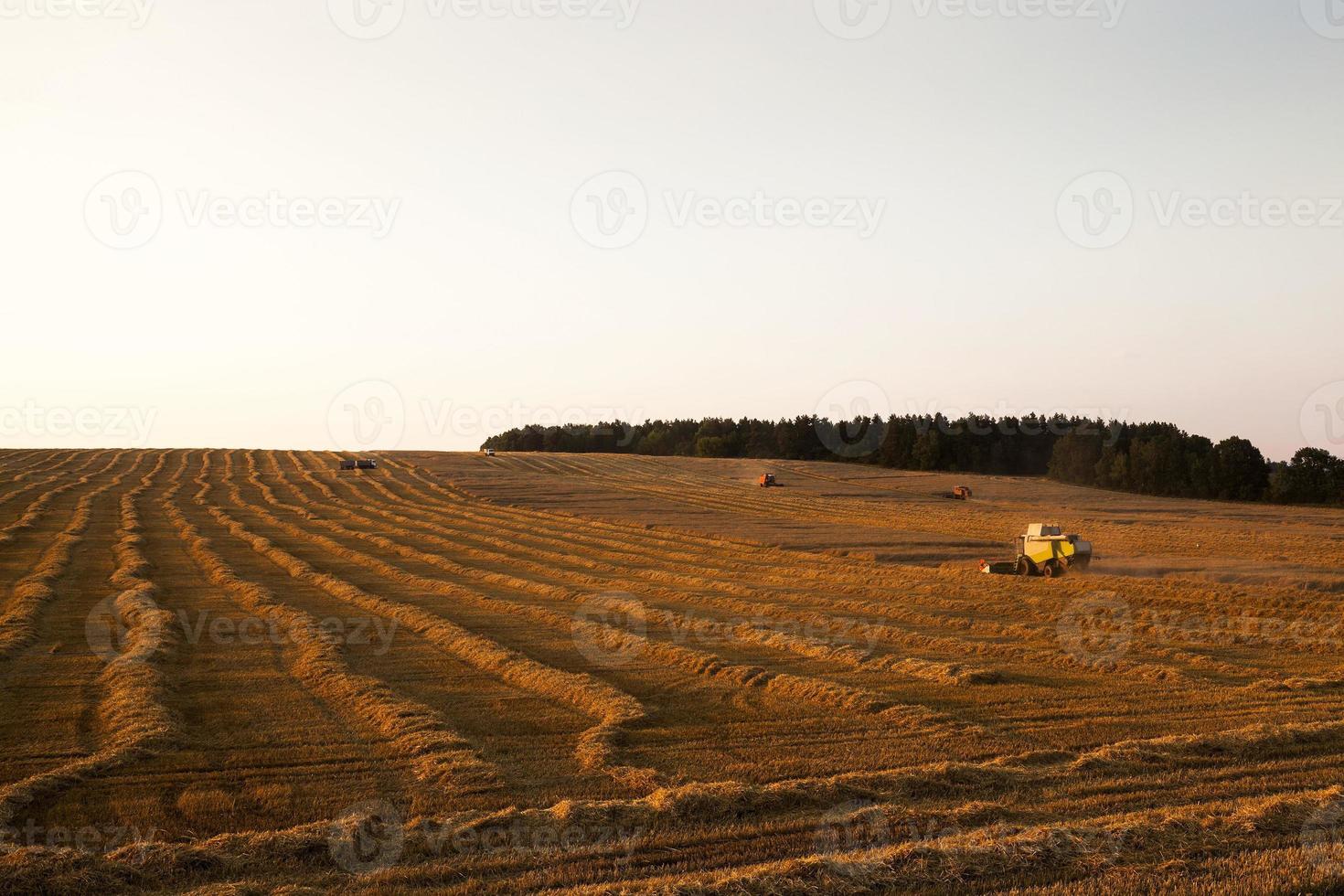 cereal harvest. Sunset photo