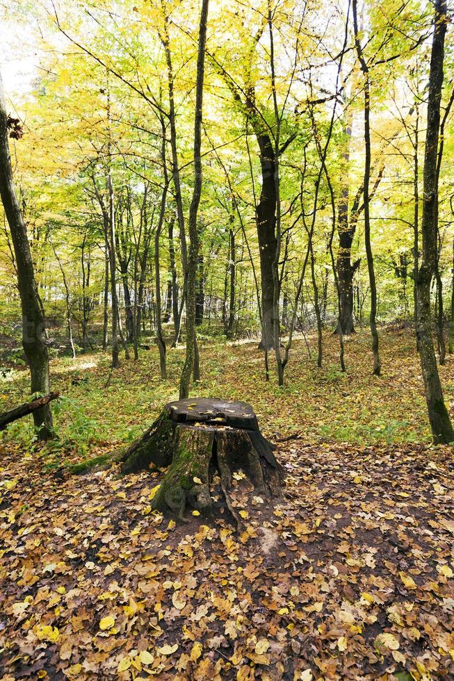 forest , autumn season. photo