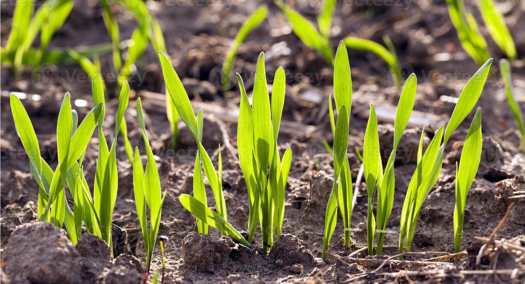 wheat germ ,  field photo