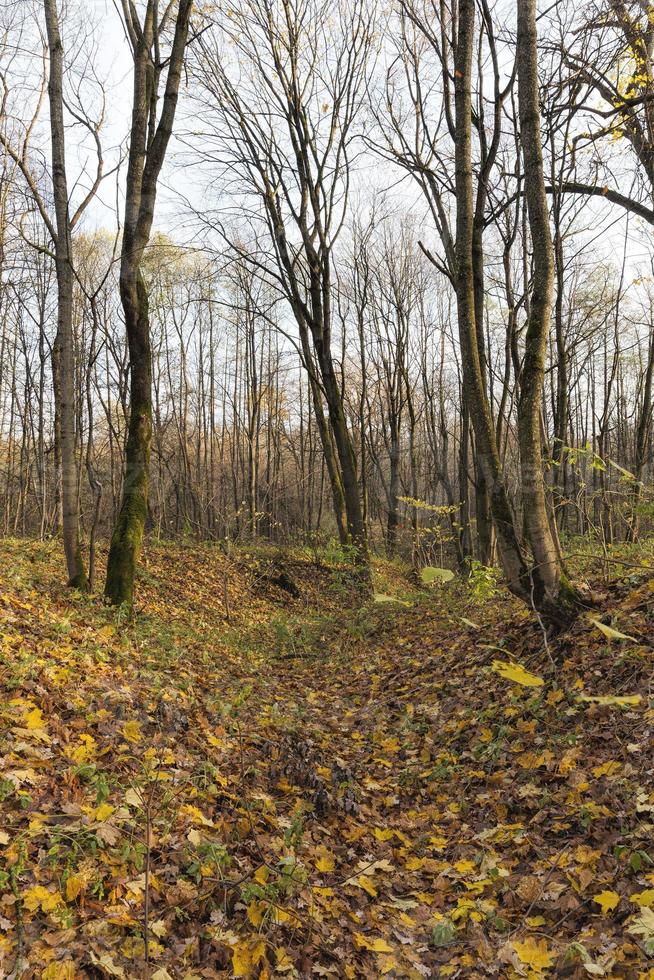 leaf fall in autumn and on maple trees photo