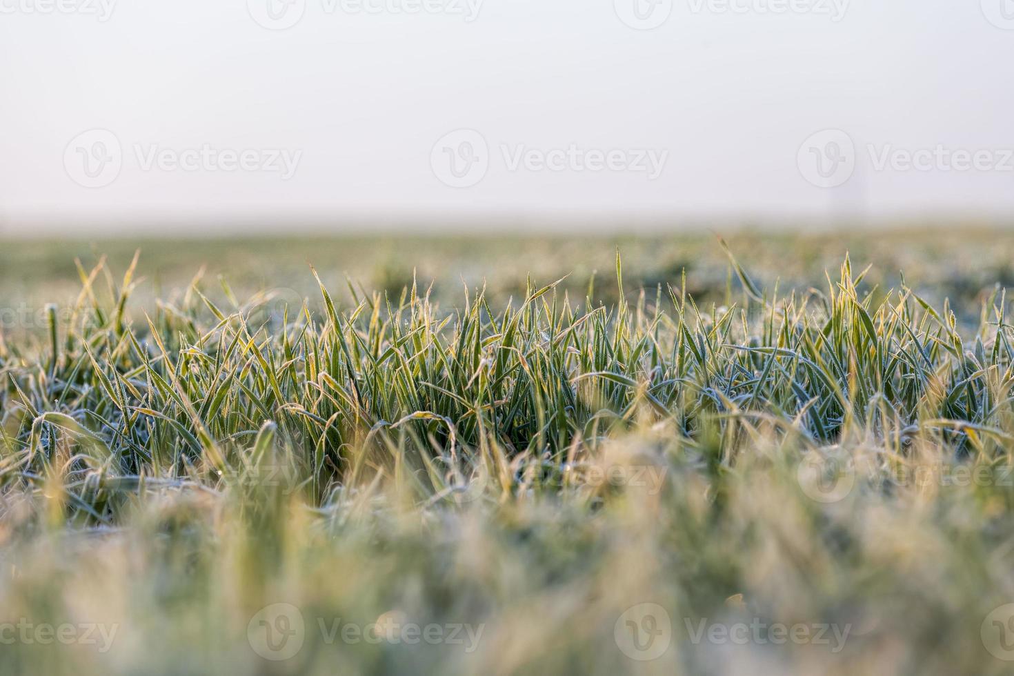 clima invernal en un campo agrícola foto