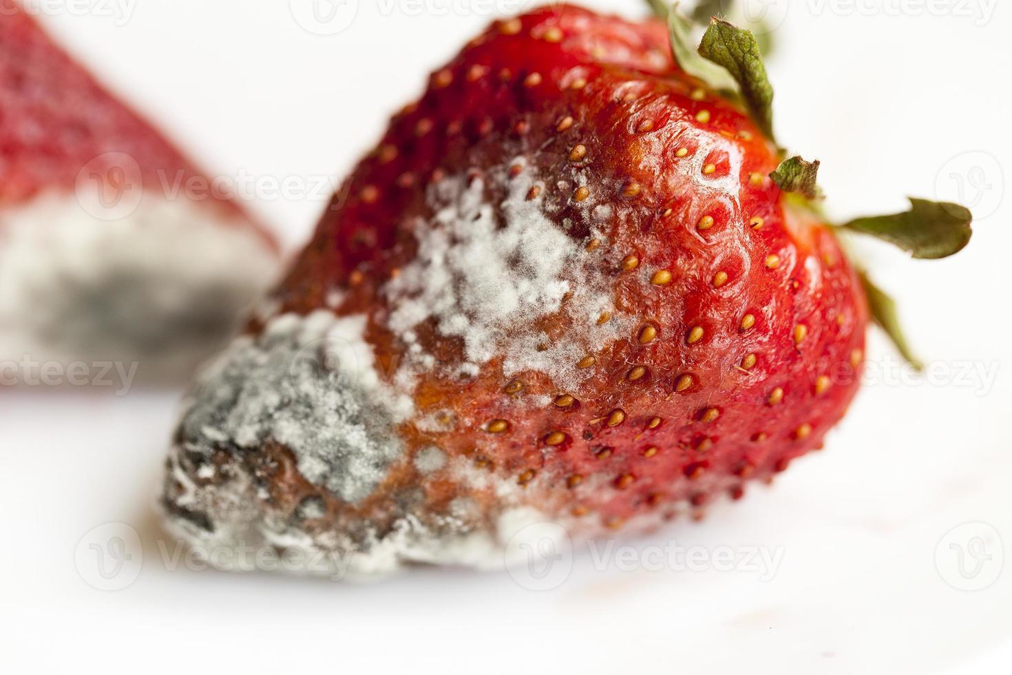 mold on strawberries photo