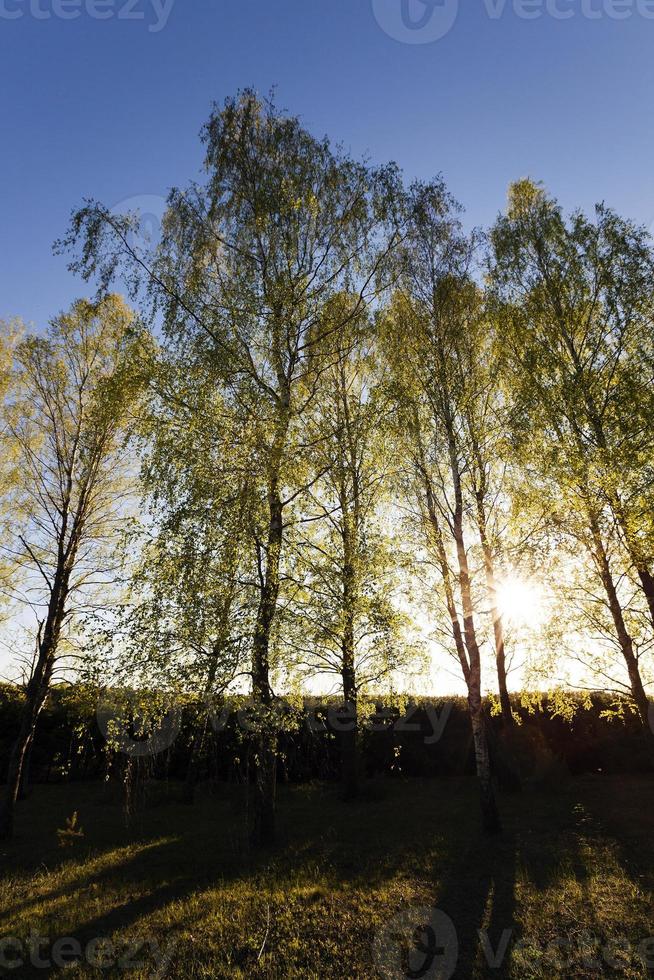 trees in spring photo