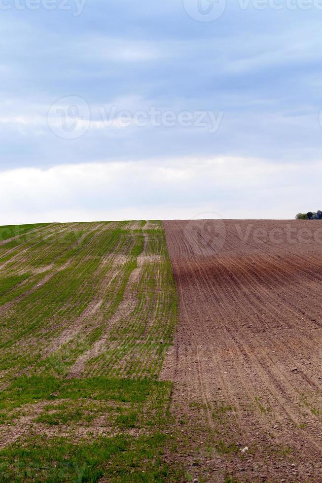 agricultura. cereales. primavera foto