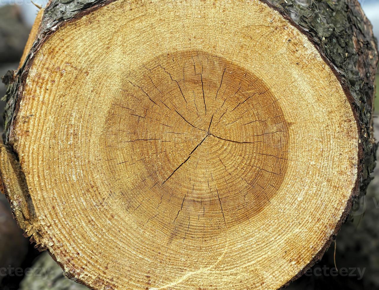 anillos anuales en un árbol aserrado foto