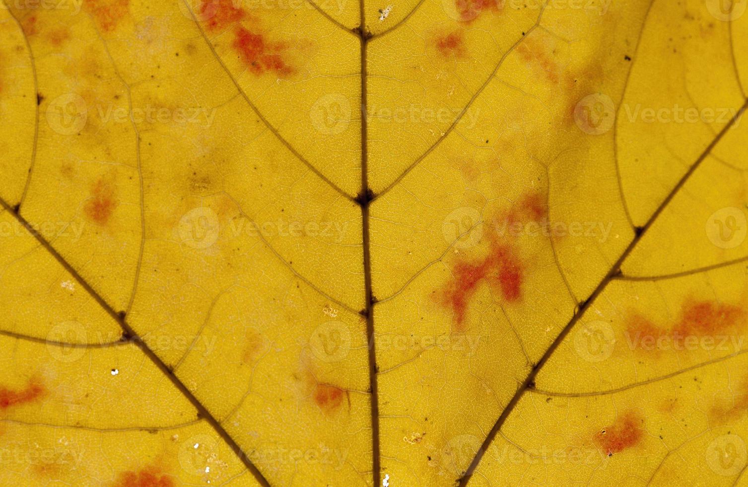 closeup maple trees photo