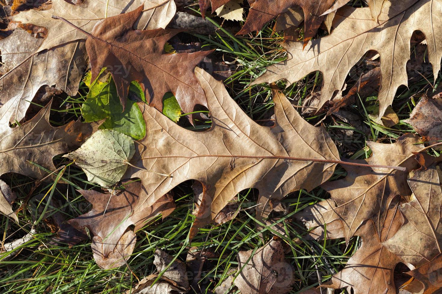 territory of the Park or forest photo