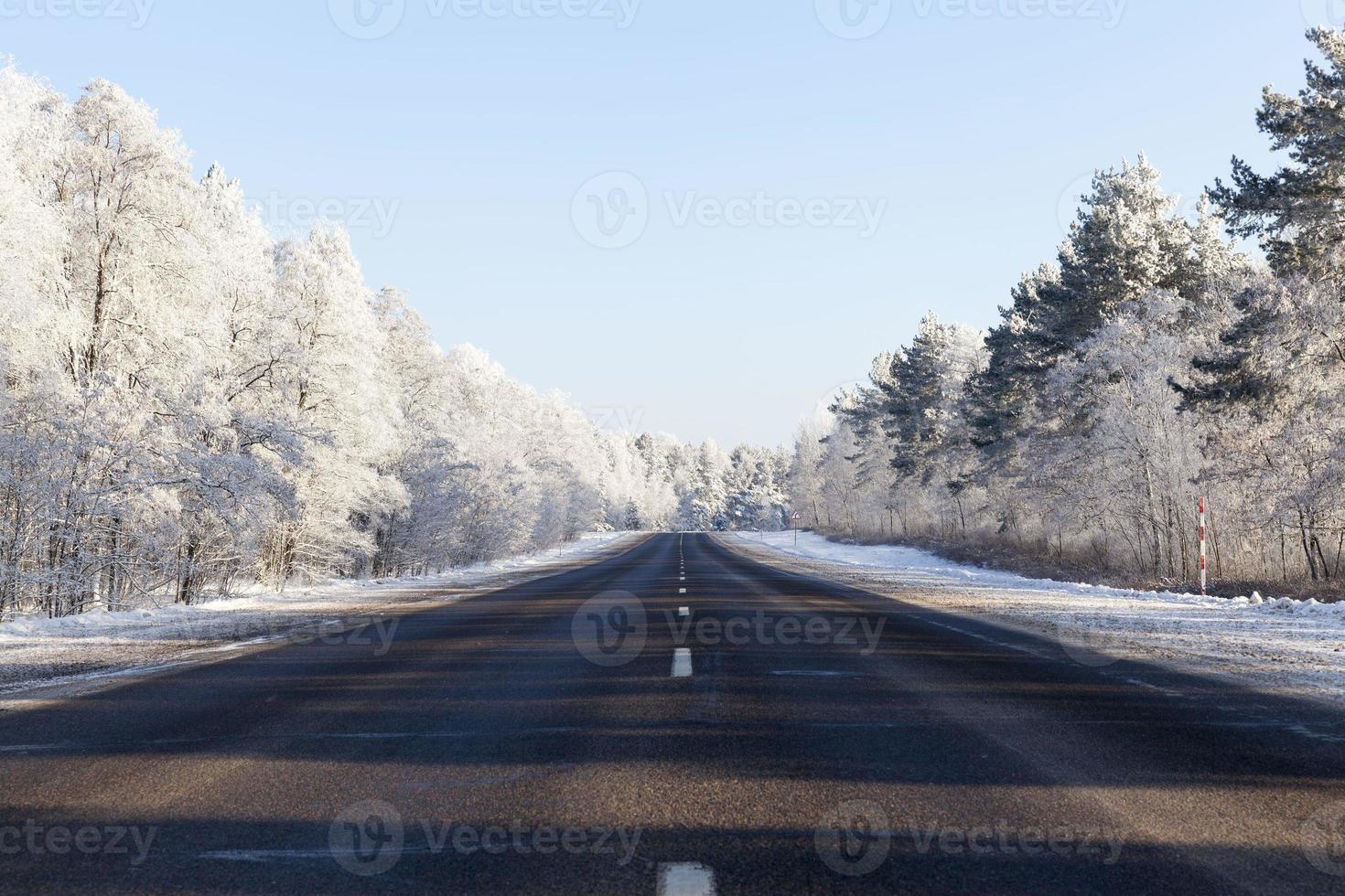 road in the forest photo
