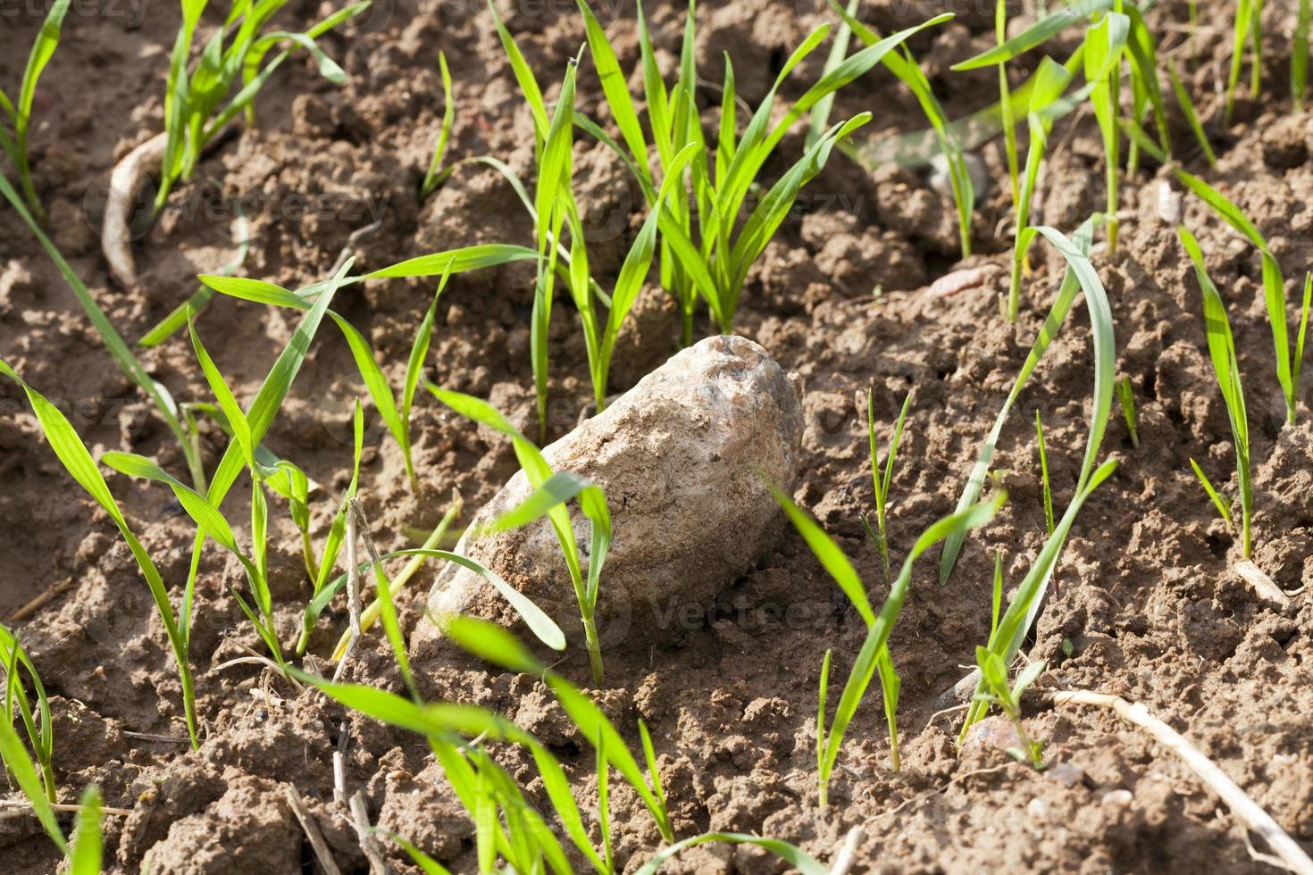 wheat germ, close up photo