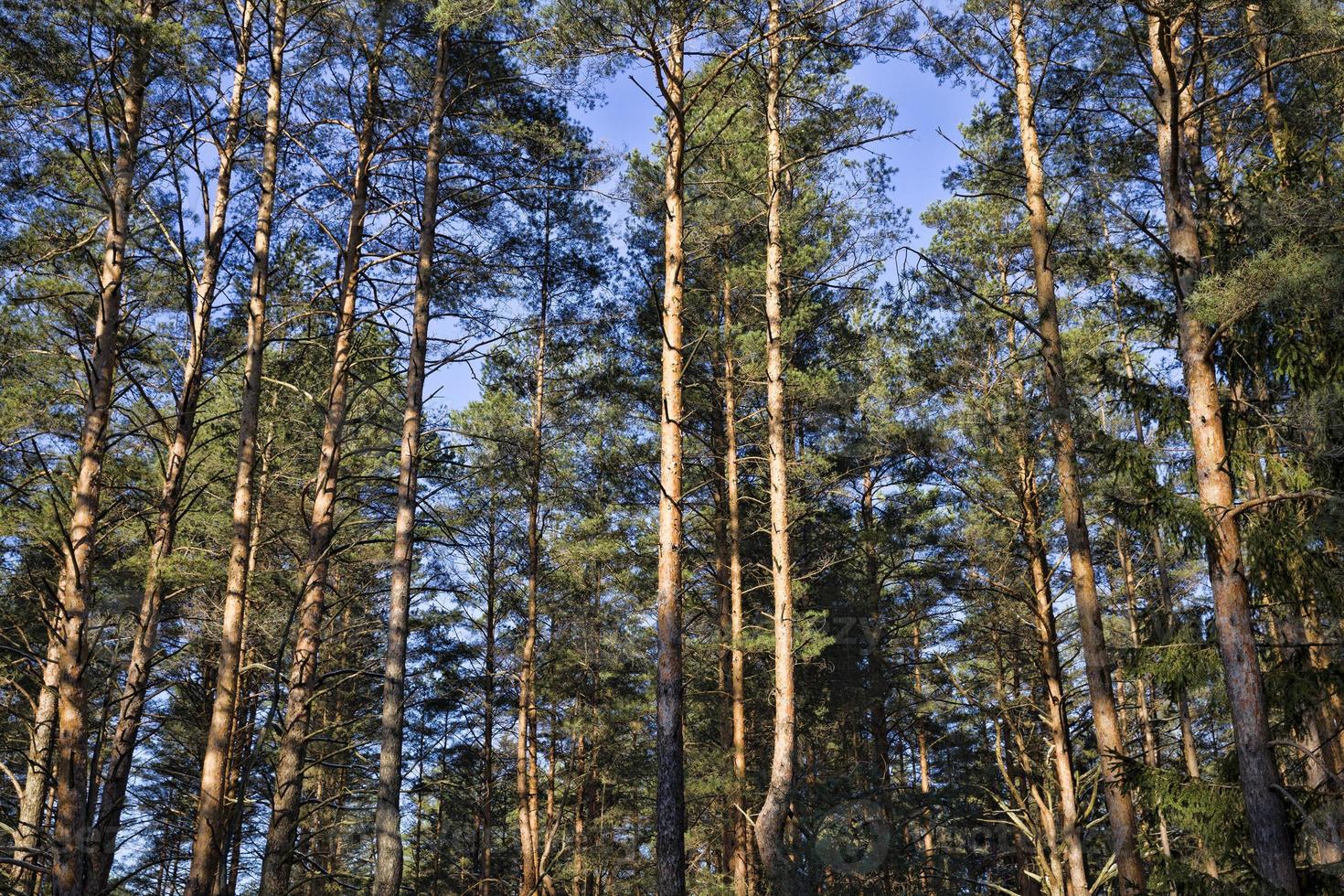 old pinetrees, close up photo