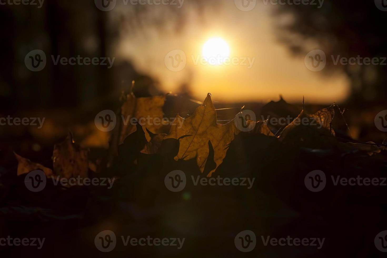 luz del sol en el otoño foto