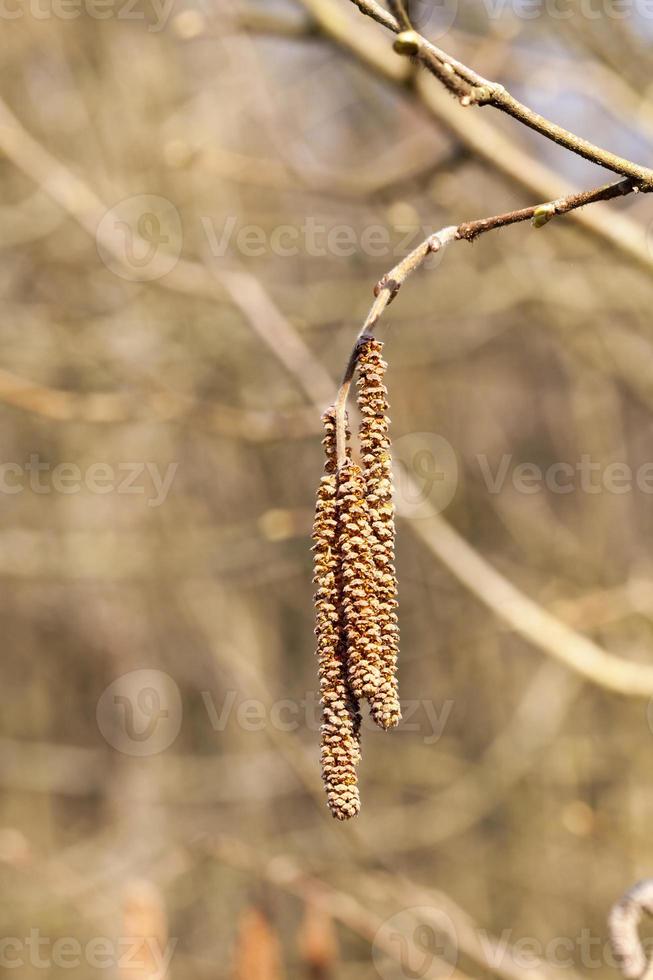 young branch of birch photo
