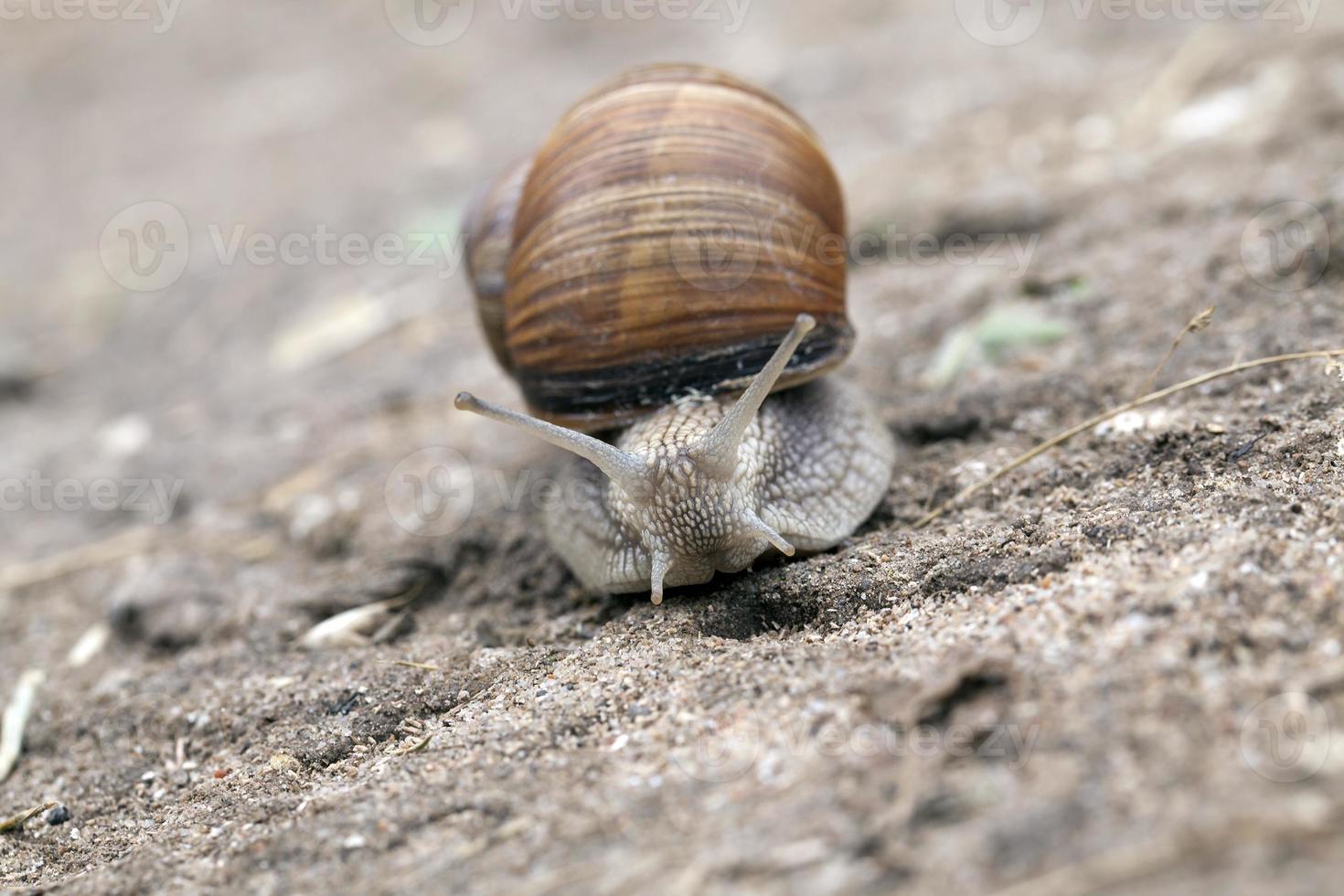 pequeño caracol, primer plano foto