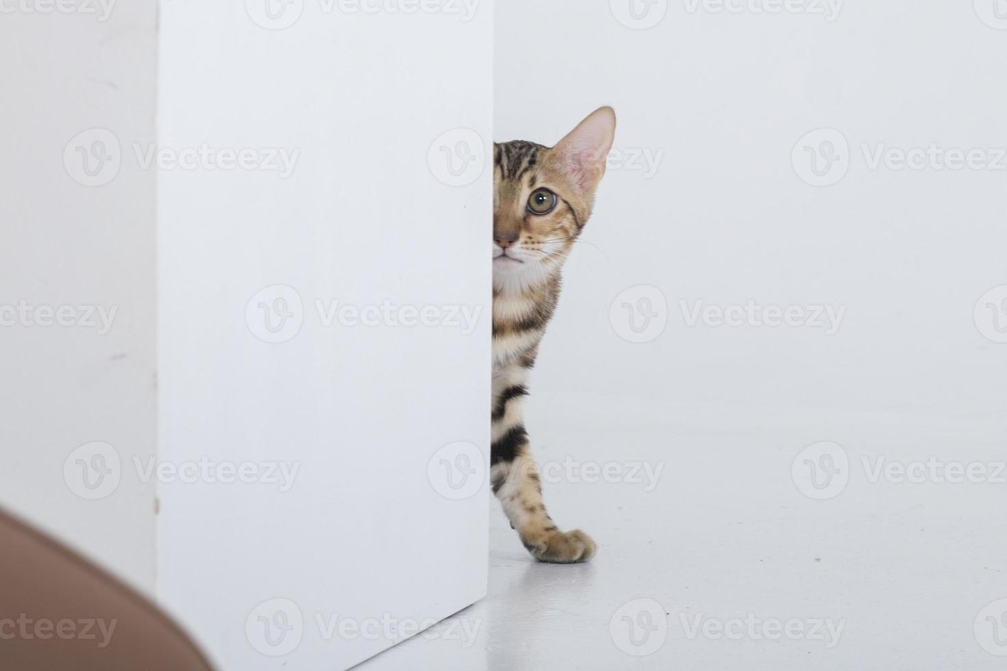 charming bengal cat posing in a photo studio