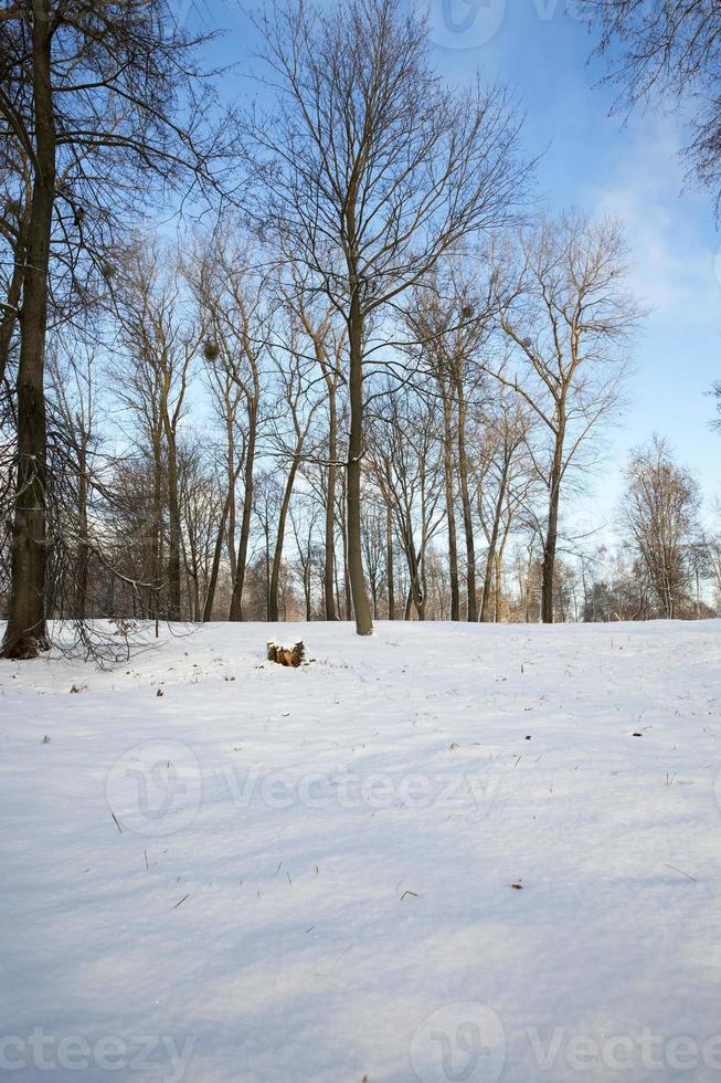 snow covered trees photo