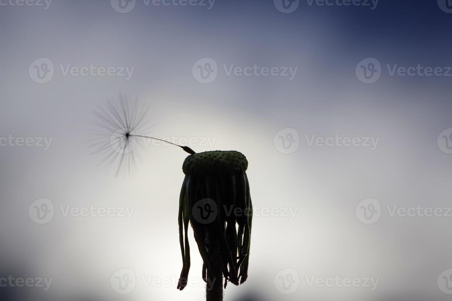 beautiful dandelion, close up photo