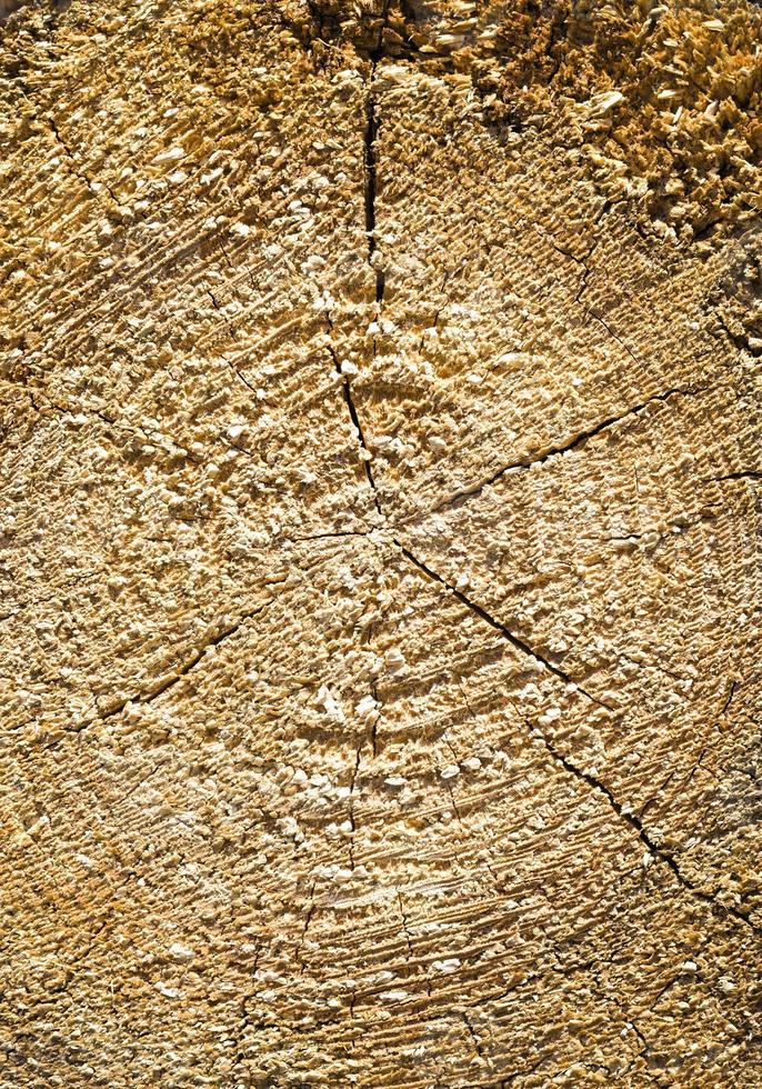 structure trunks, close up photo