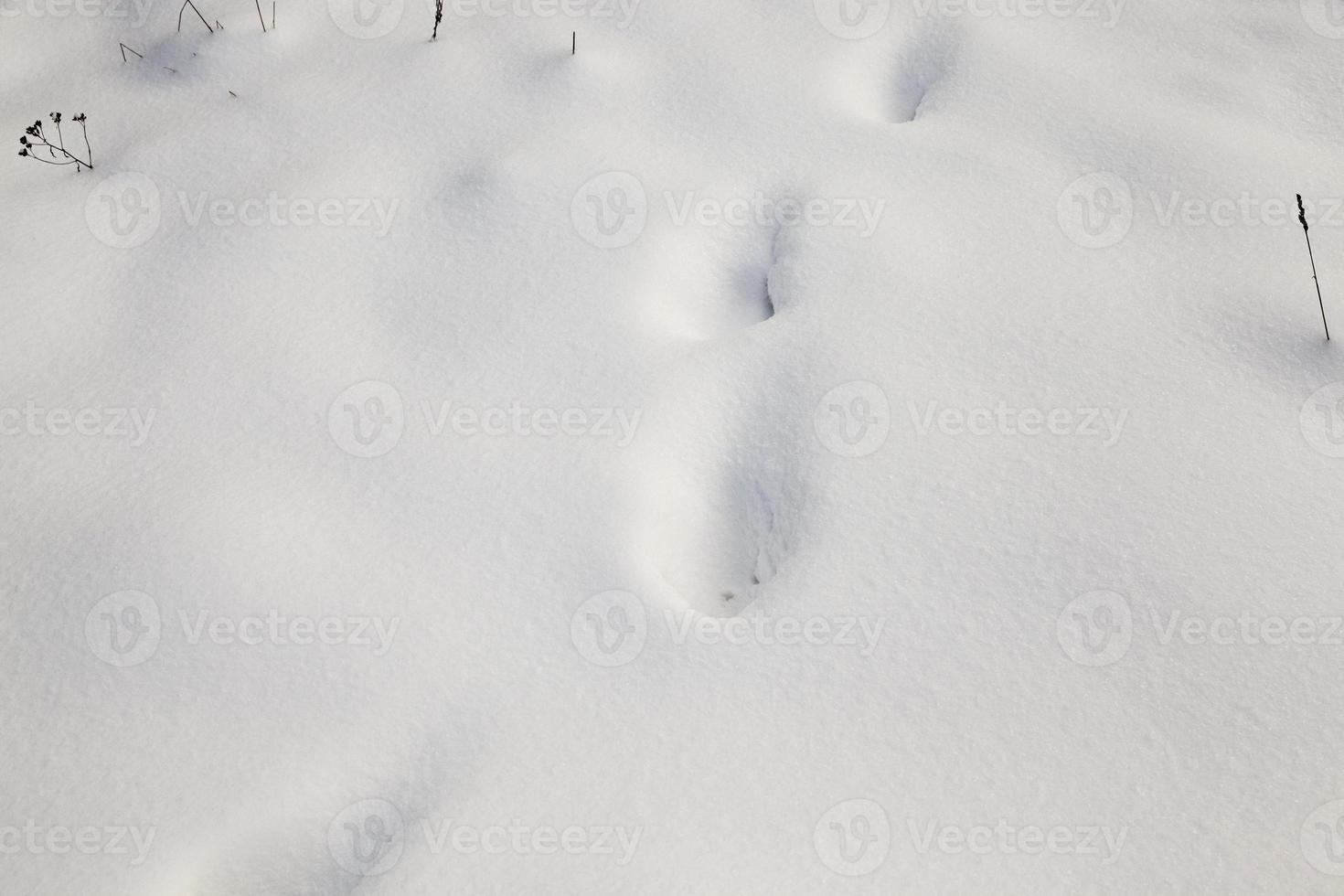 After snowfall close up photo