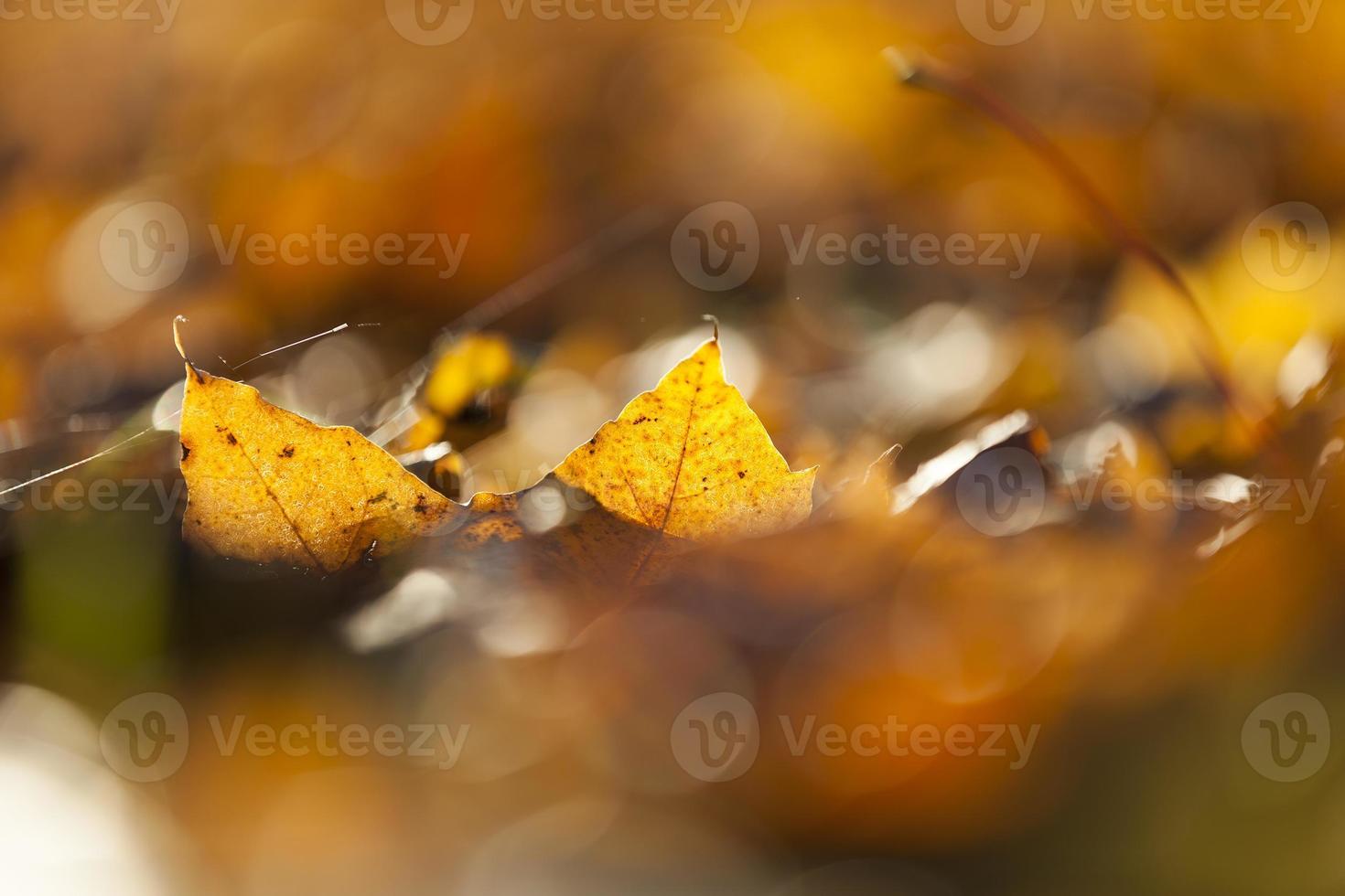 Yellow fallen leaves photo