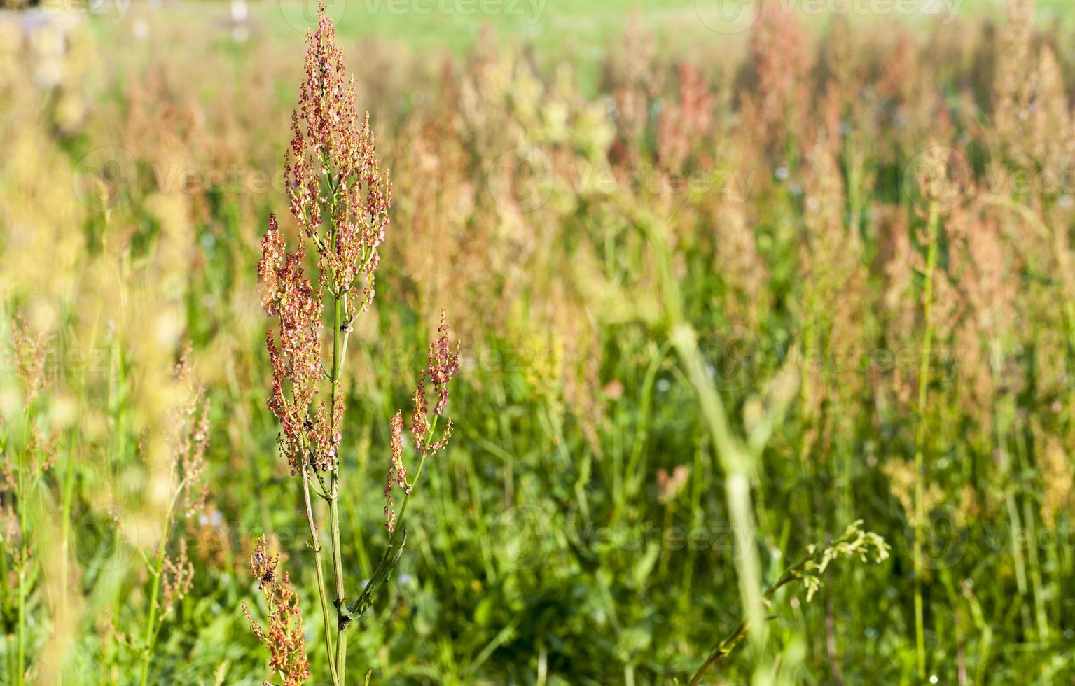seeds of weeds photo