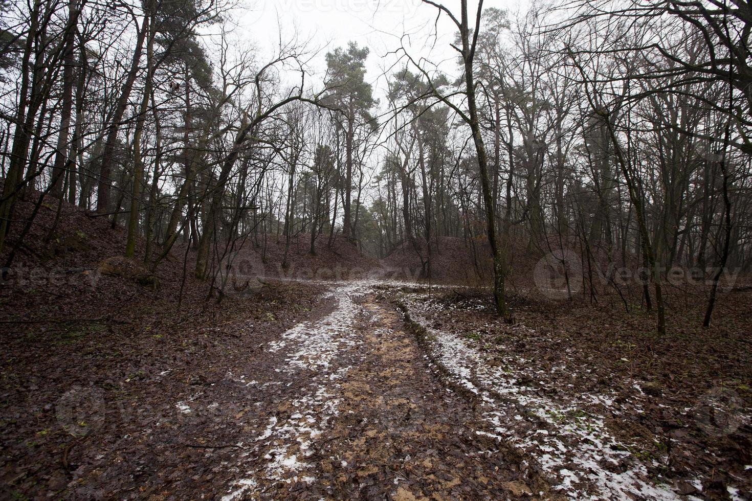 bosque de otoño, camino foto