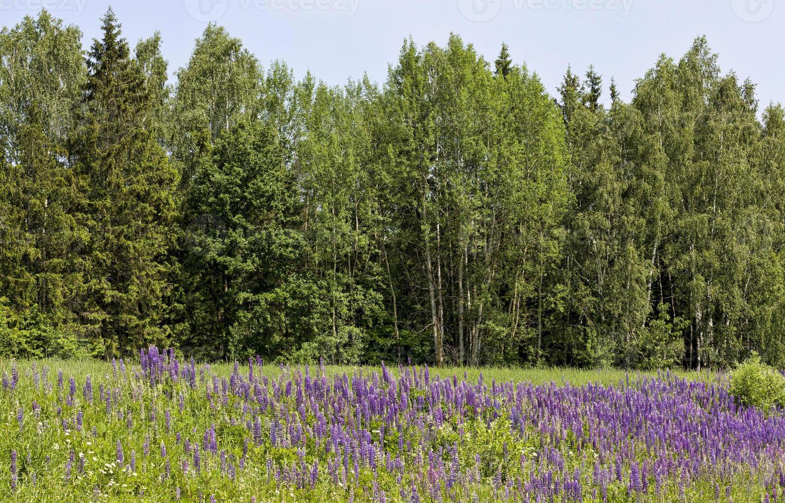 flowering blue lupine photo
