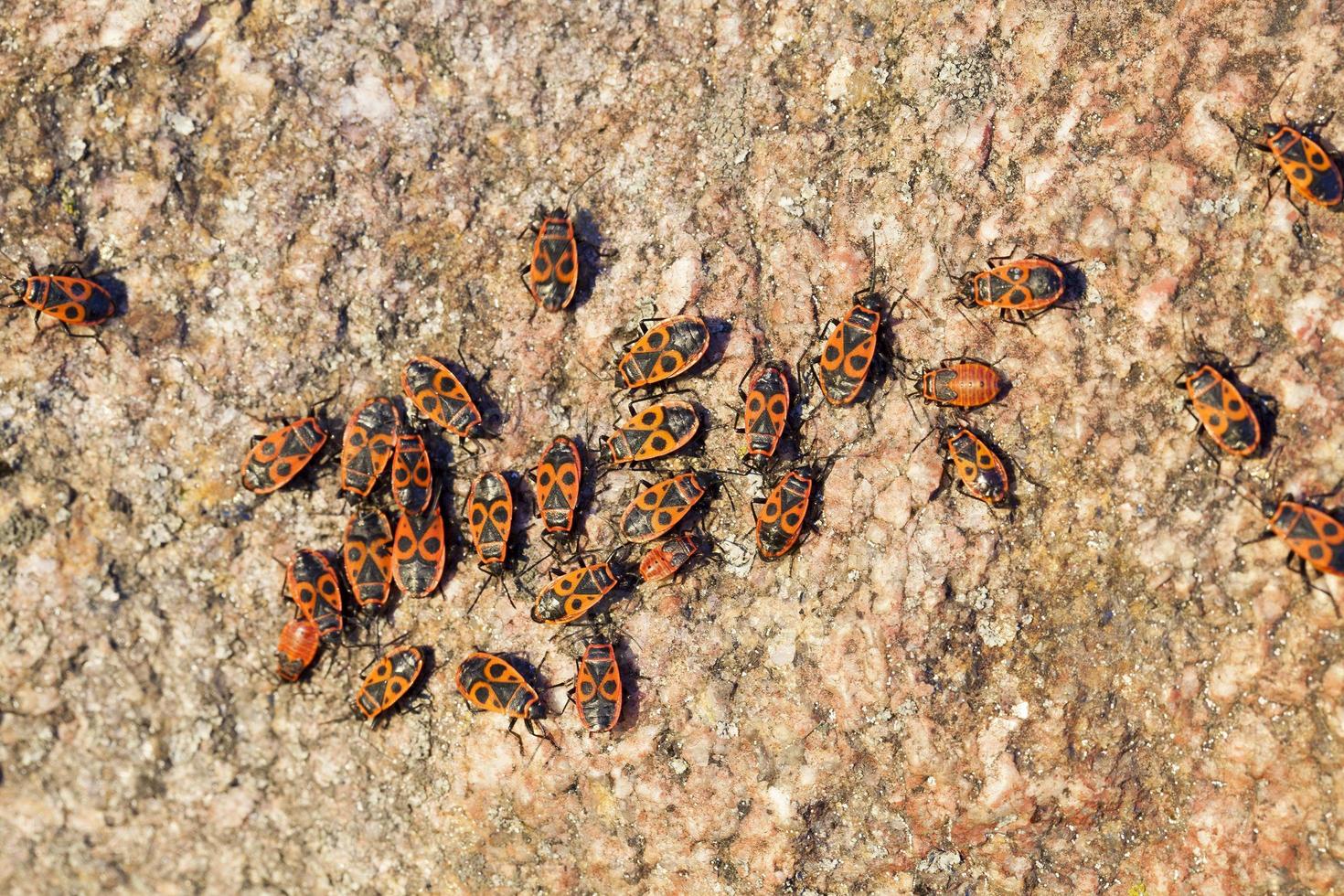 multicolored stone, close up photo