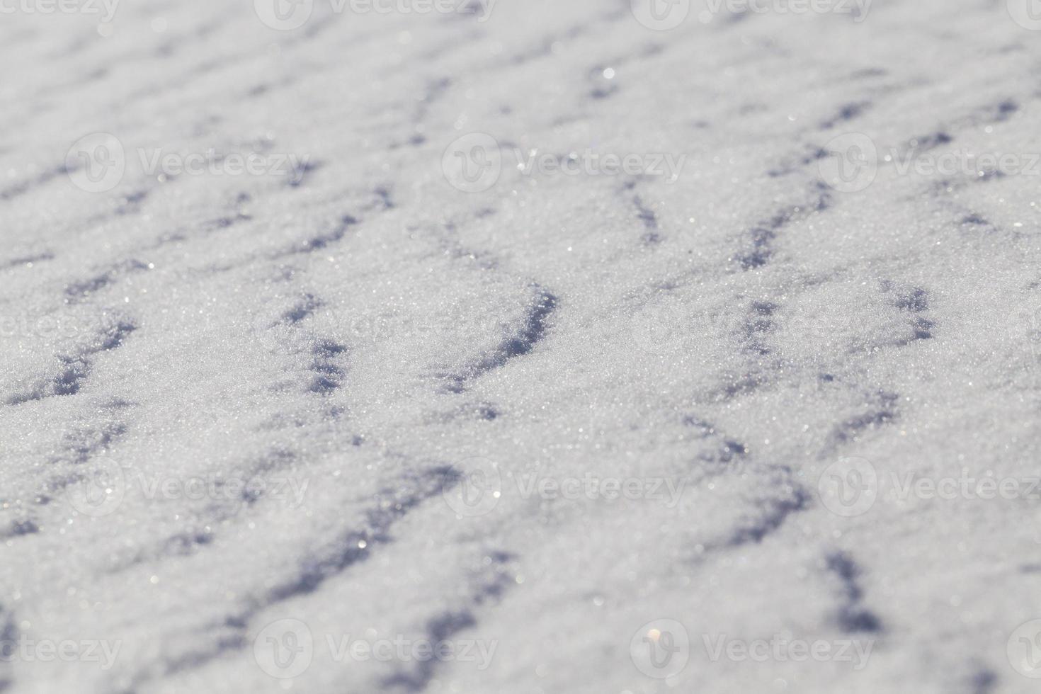 Snow in winter photo