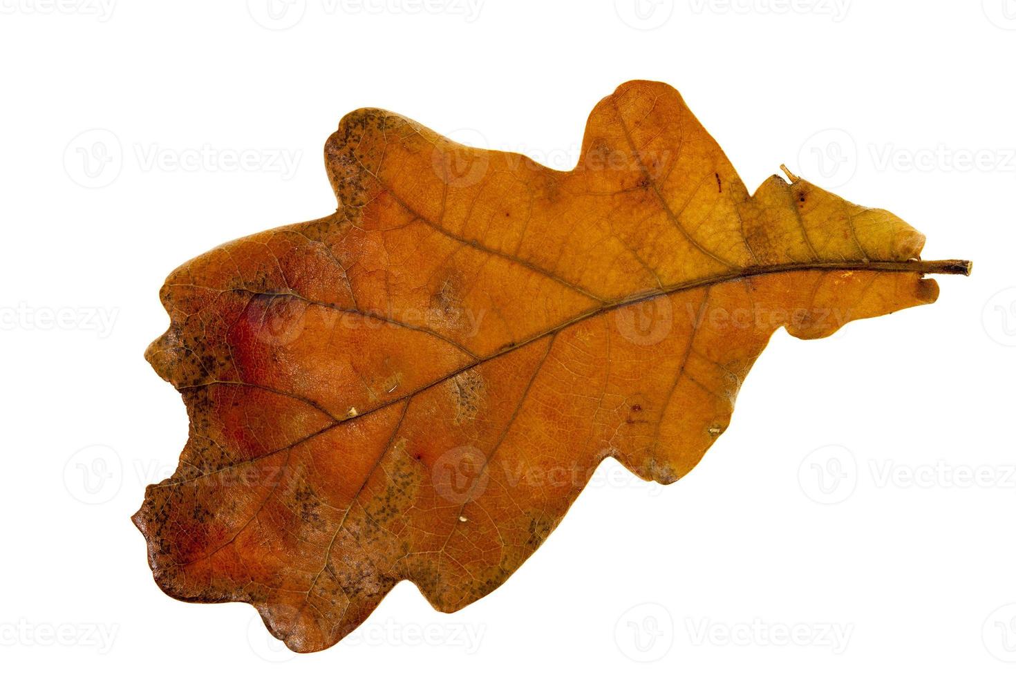 dry oak leaf photo