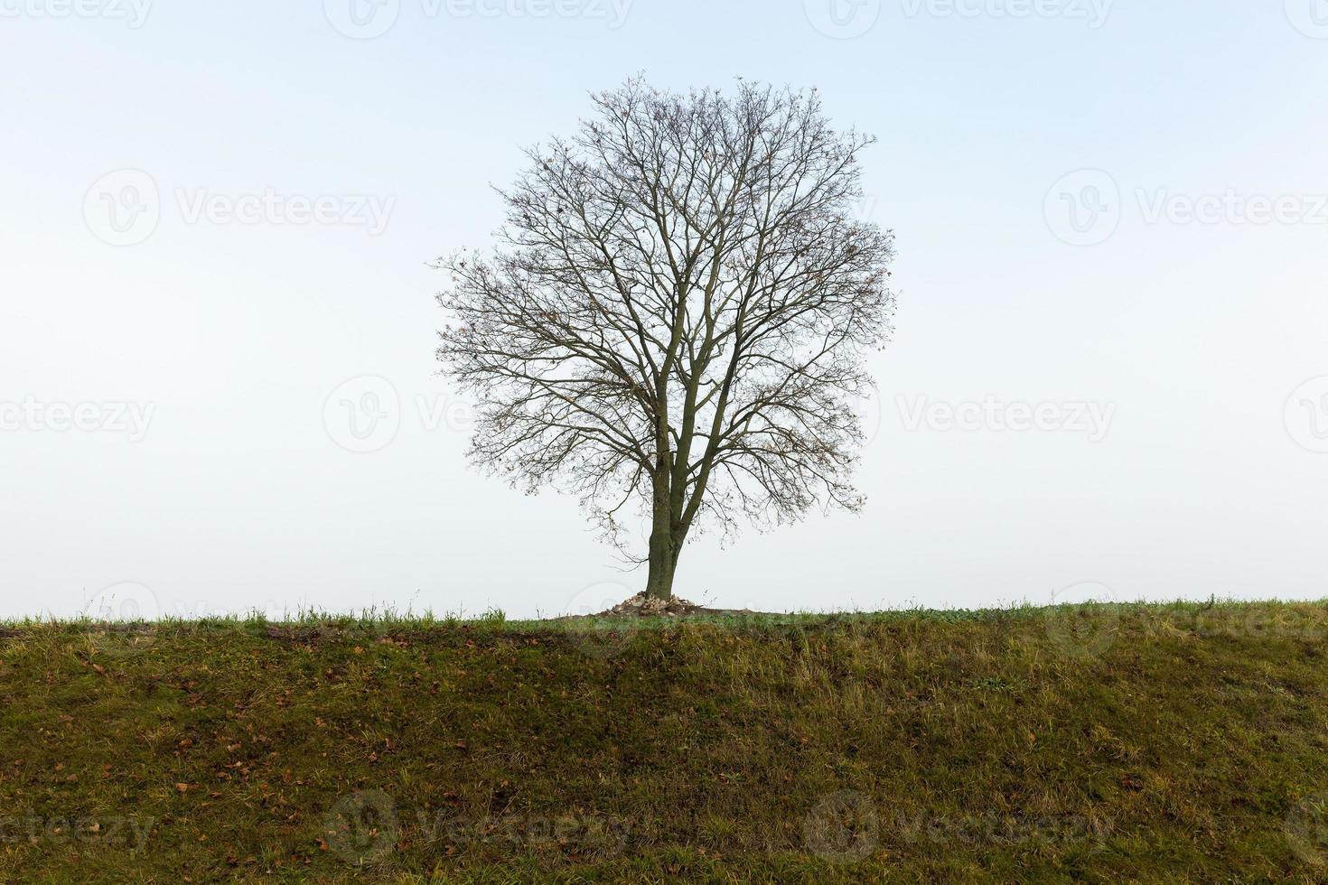 field and tree, fog photo