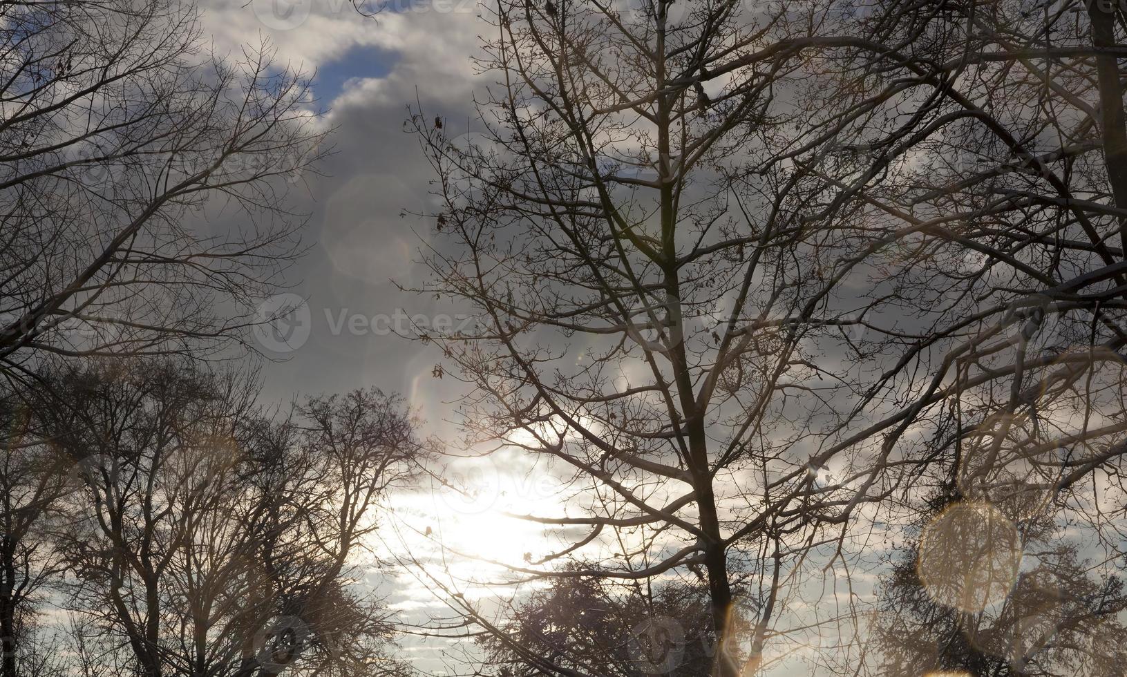 trees under snow photo