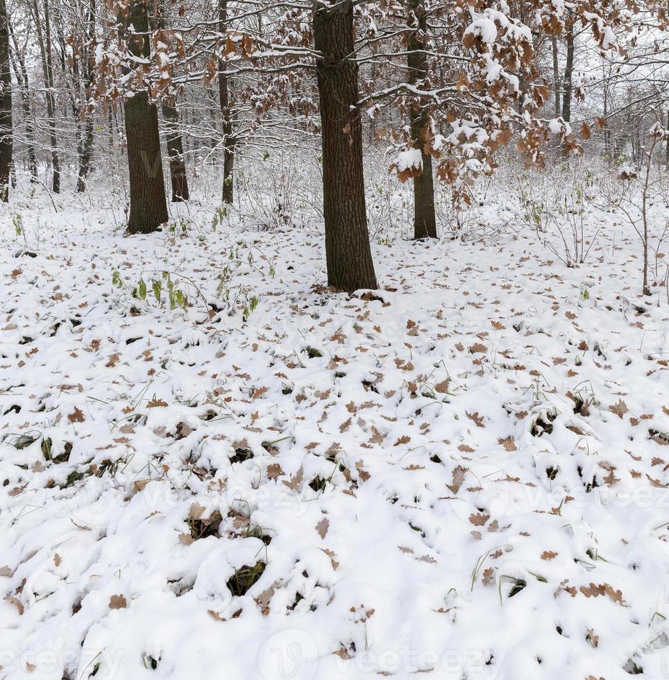 parque de invierno con nieve foto