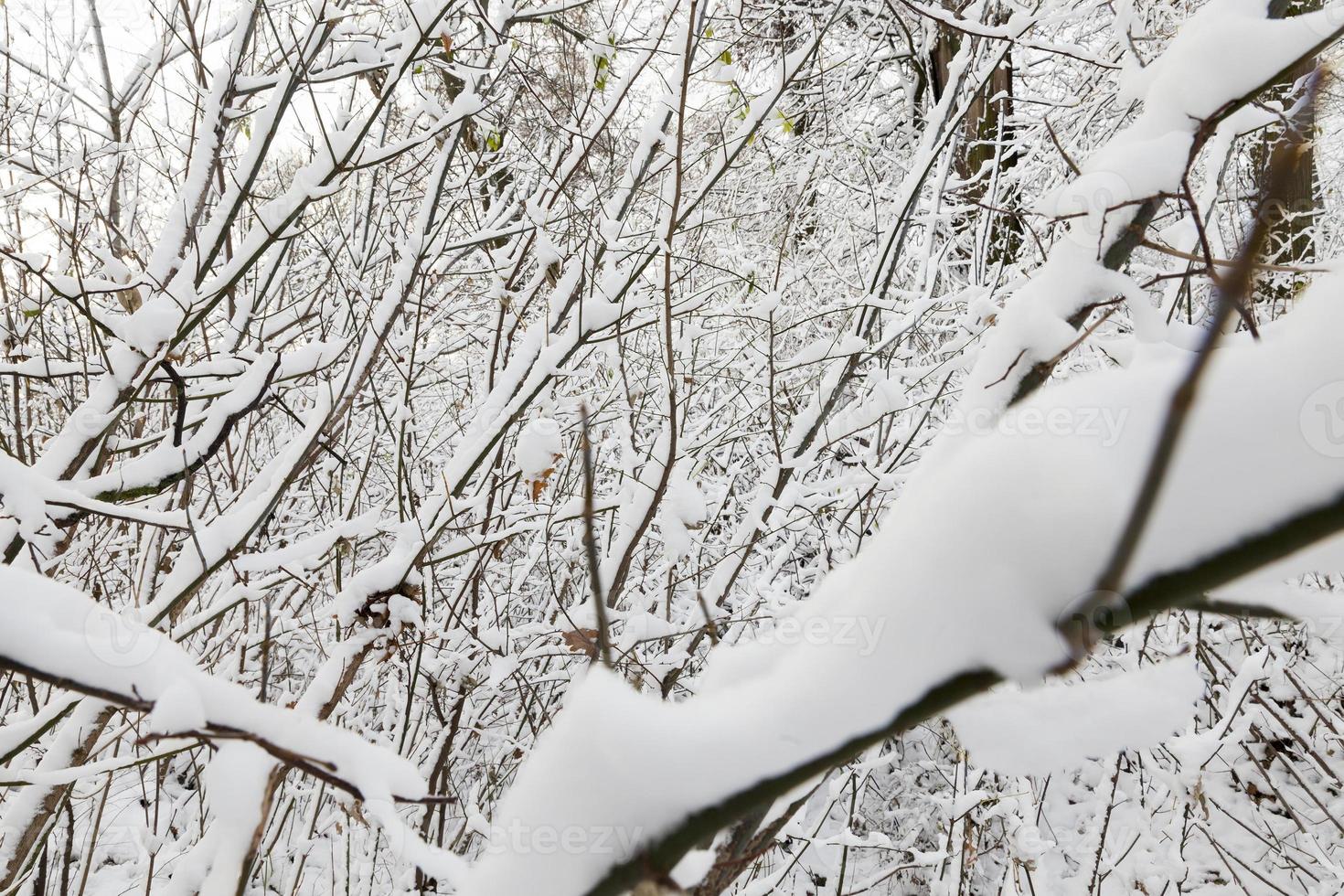 Branches of a tree in the snow photo