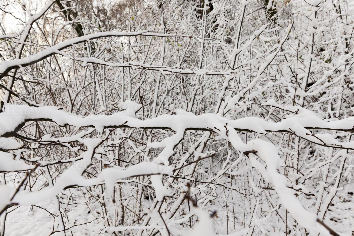 Trees under the snow photo