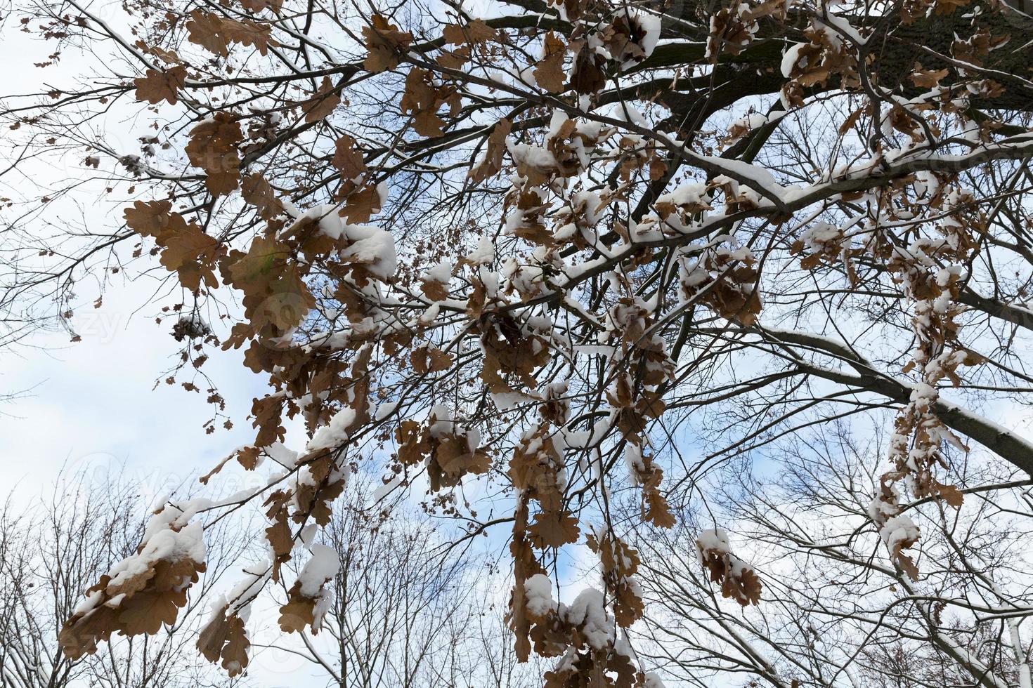 trees in the forest in winter photo