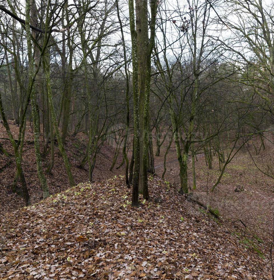 Late autumn, forest photo