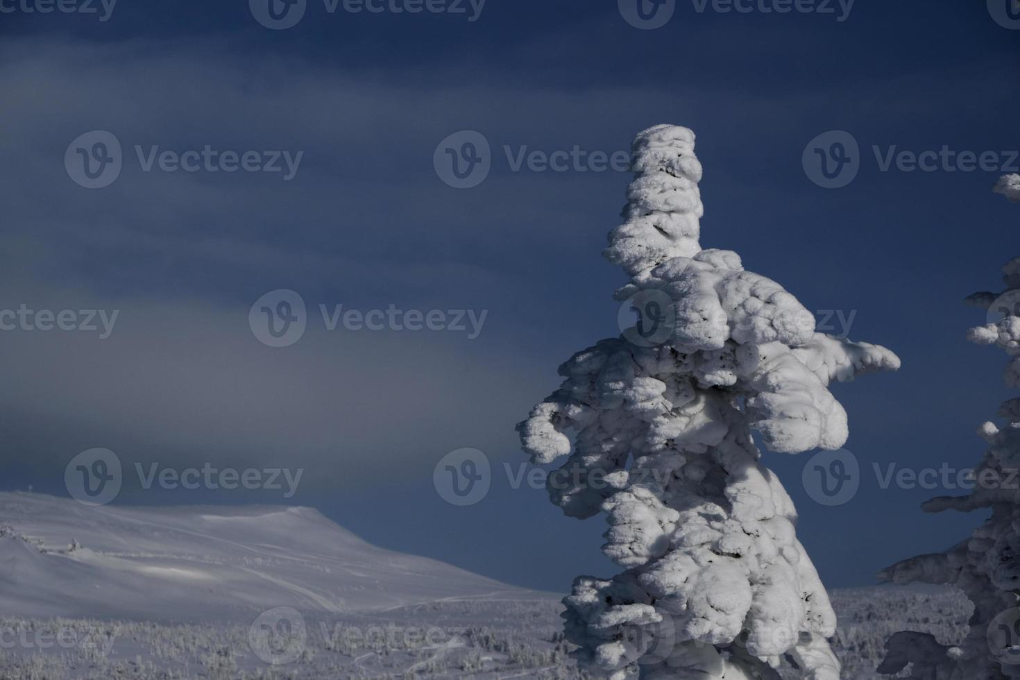 sunny winter morning in the mountains of sheregesh on the ski track photo