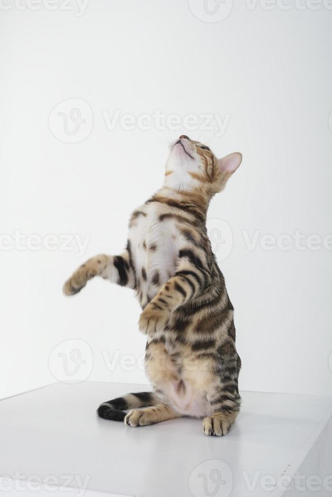 encantador gato bengalí posando en un estudio fotográfico foto