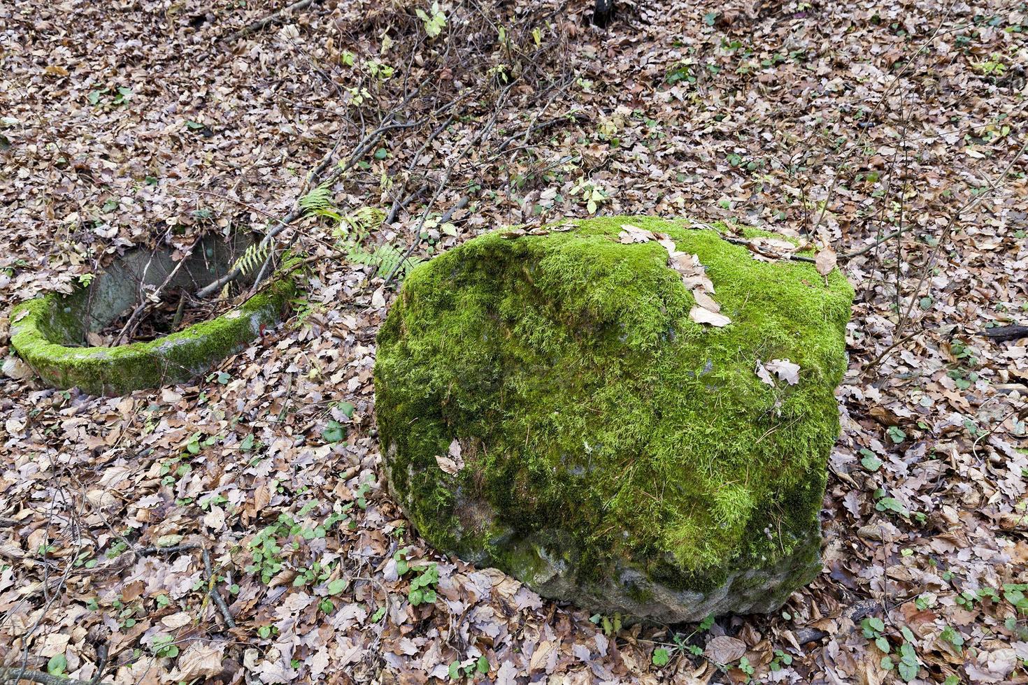 Old logs, close up photo