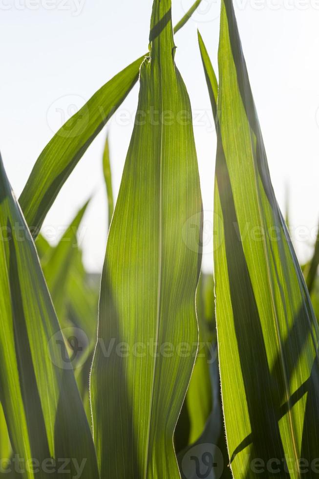 un campo agrícola con un cultivo foto