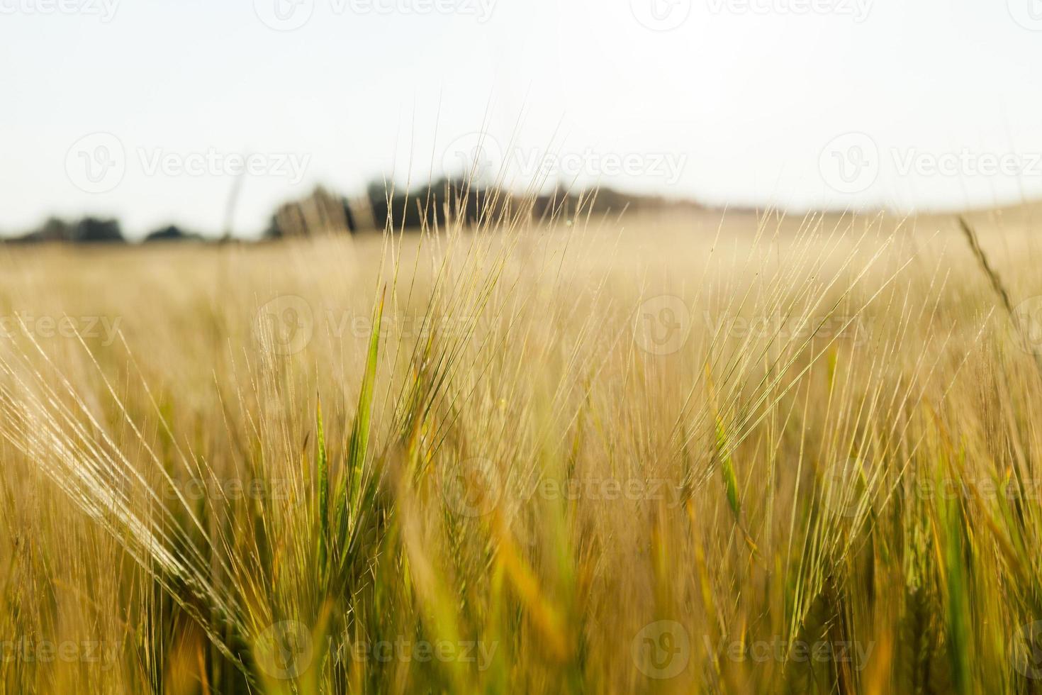 field of ripe cereal photo