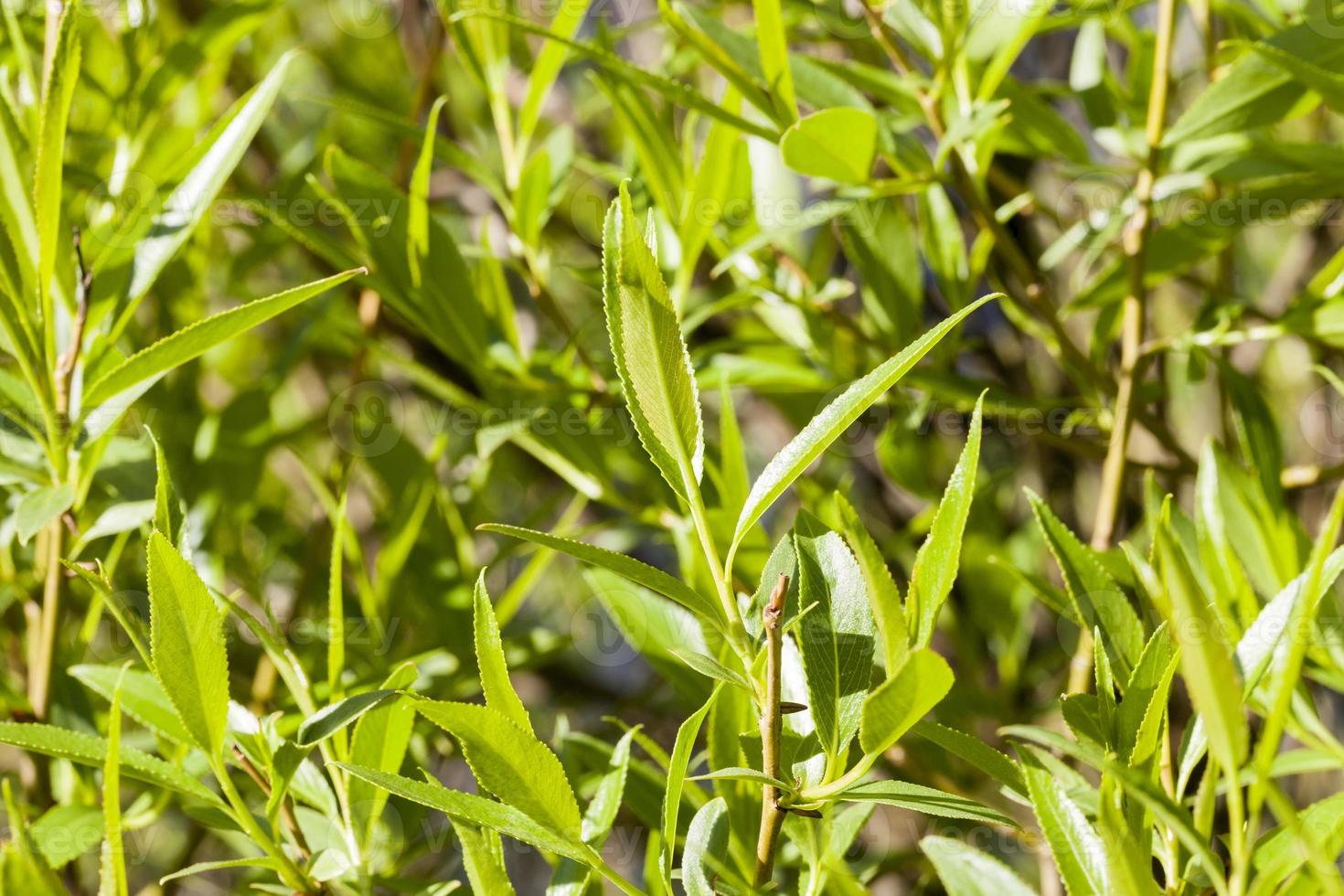 Spring green forest photo
