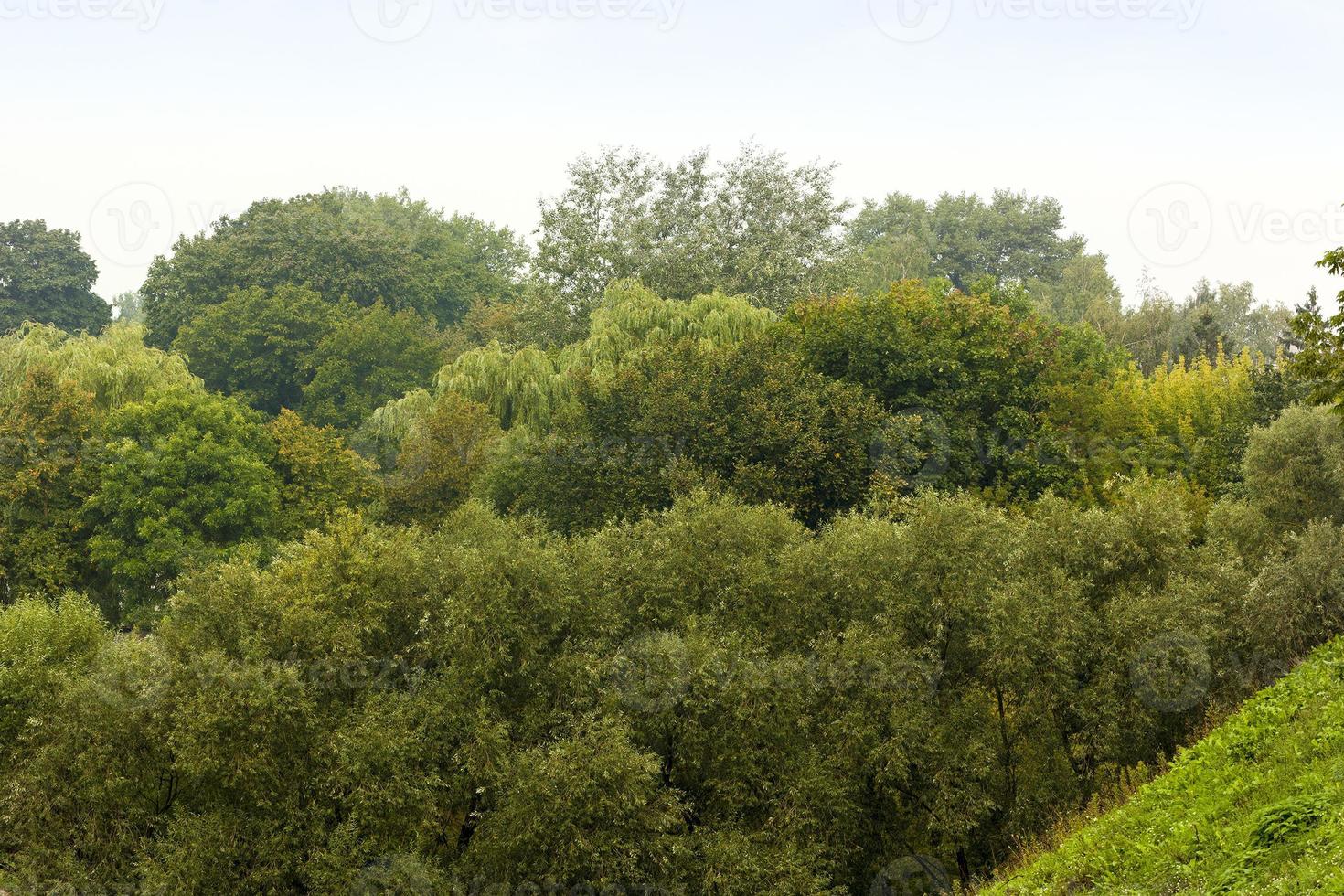 arboles en el bosque foto