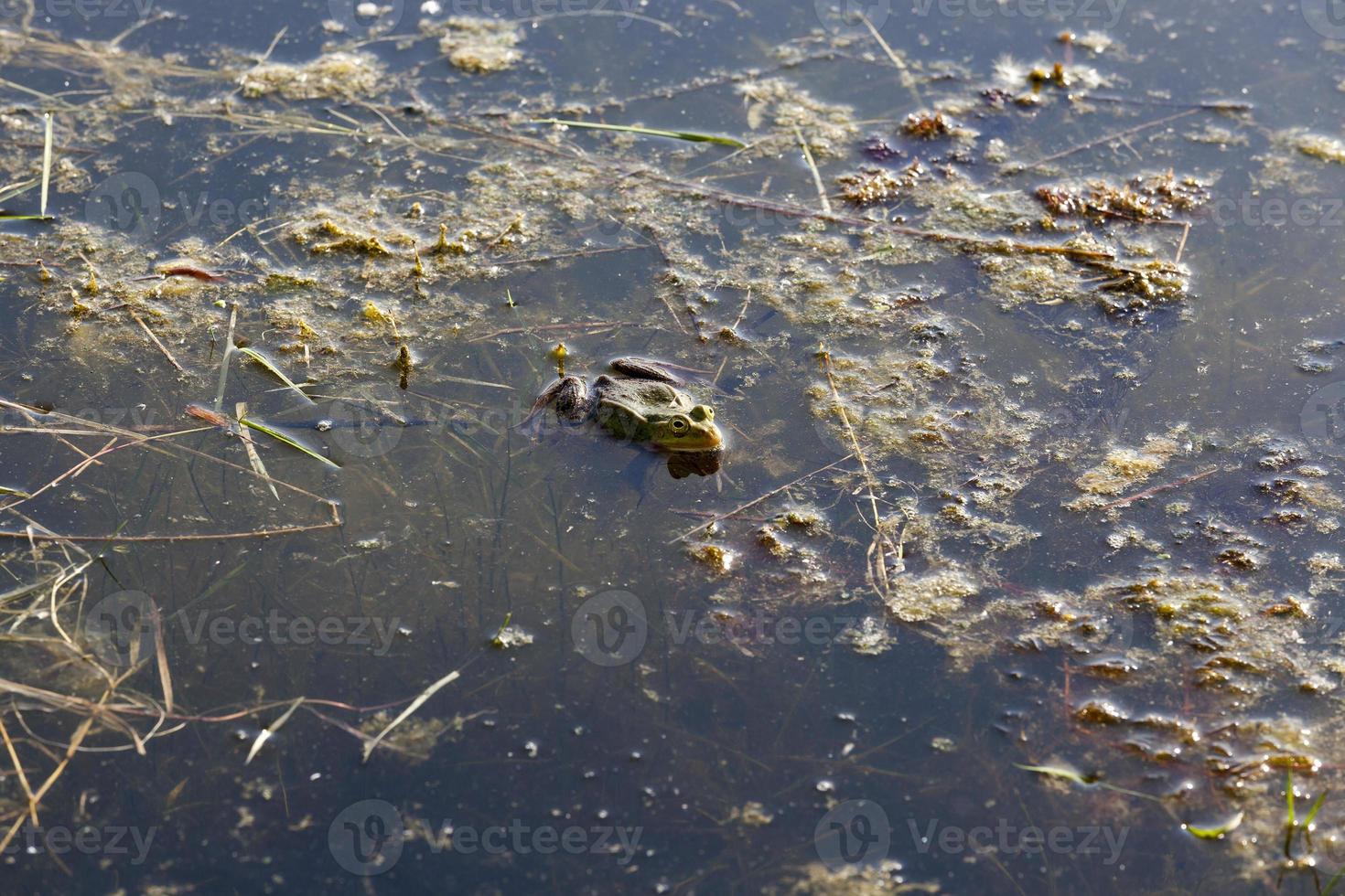 swamp green frog photo