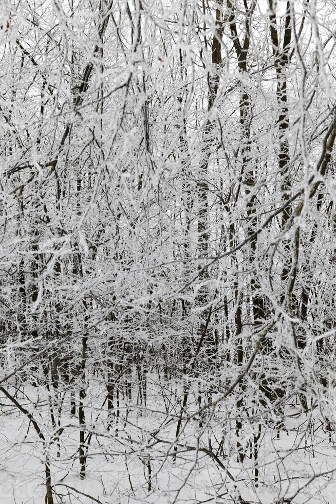 ventisqueros en invierno foto