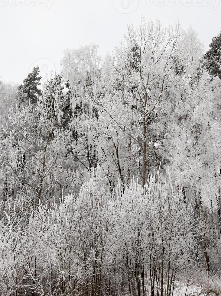 bosque de invierno fotografiado foto