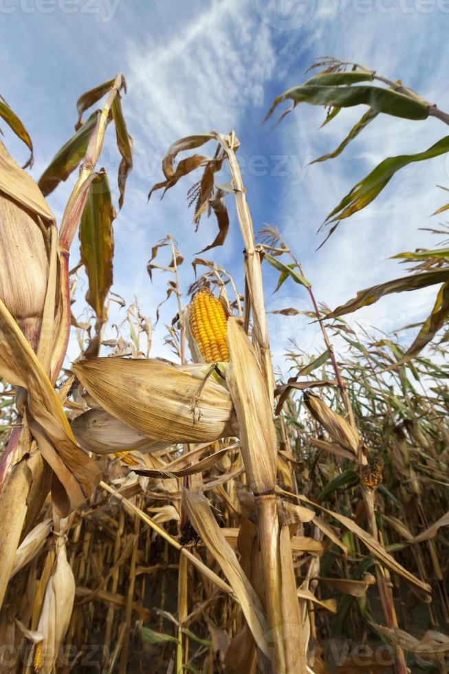 campo agrícola con maíz foto