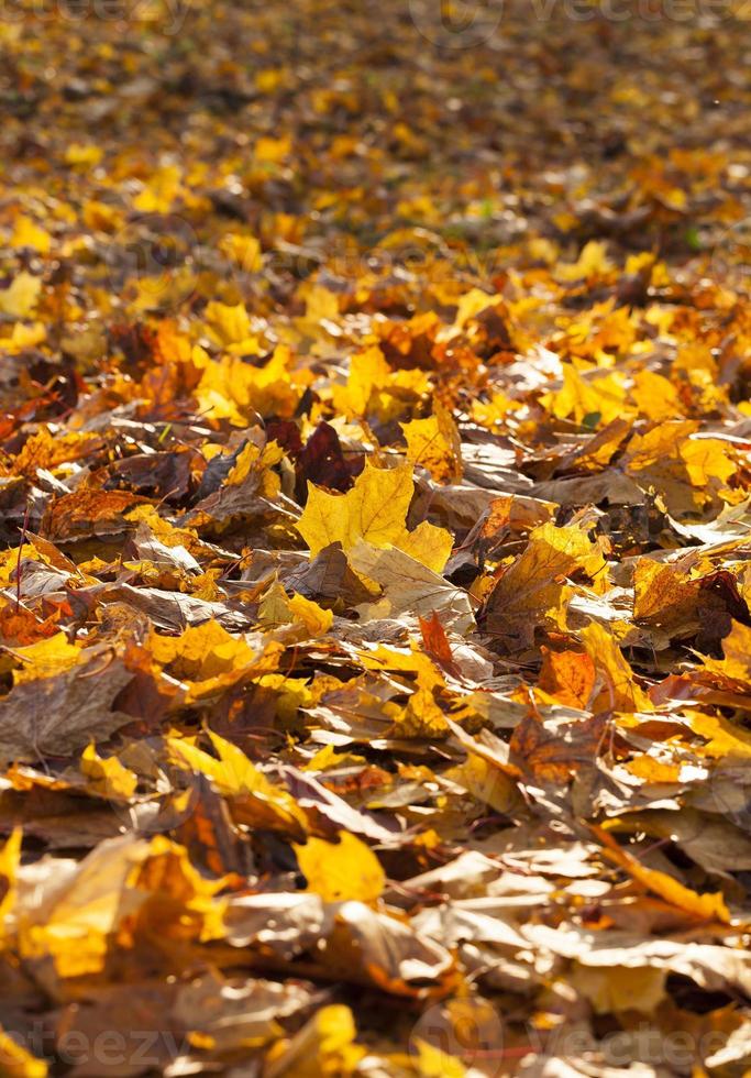 orange foliage, close up photo