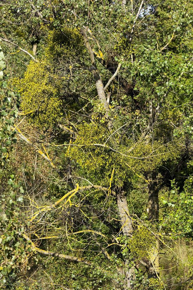mistletoe w ite parasite photo